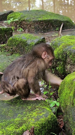 Wow Baby-monkey play in the water so lovely #monkey #anmals #cute #funny #funny #shorts