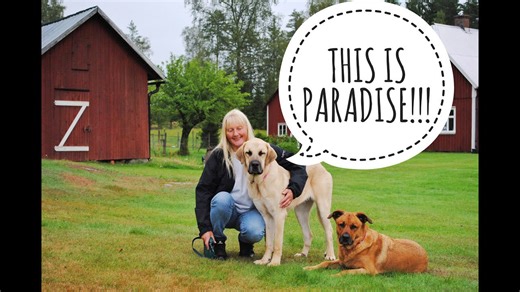 Welcome to dog paradise – the happiest place on Earth for pups