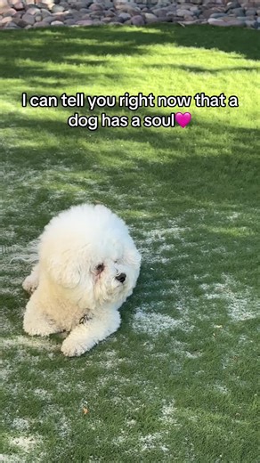 I can tell you right now…A dog has a soul. Bentley is relaxing in the sun and taking it all in. #bichon #bichonfrisé #soul #animallover #fyp
