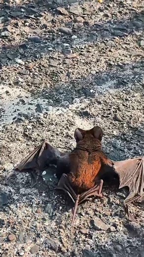 free-tailed bat #insects #nature's shade 18# bat #insects #unique animal