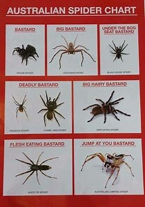 australian spider chart