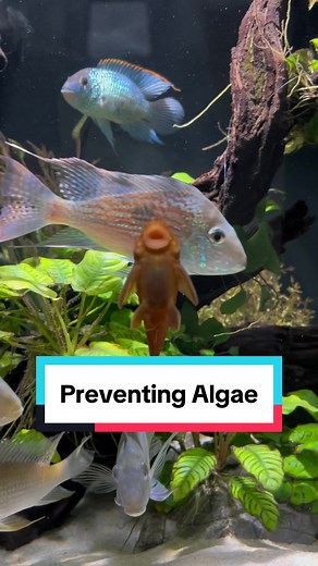 How to control algae in your fish tank - 9 quick tips! #fishtok #fishtoks #aquarium #aquariums #fish #fishtanks #algae