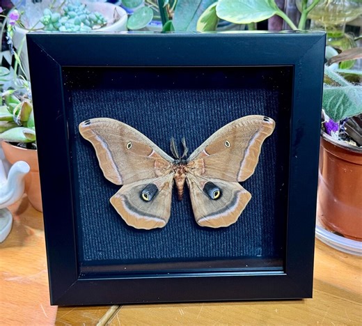 Polyphemus Moth, Antheraea Polyphemus, Framed Specimen) - Etsy