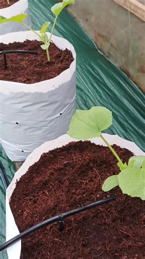 Vegetatif | Triyono Gotron