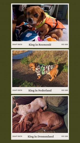 Lieve King ter adoptie🍀#adoptdontshop #fy #voorjou #straydogsrescuenederland
