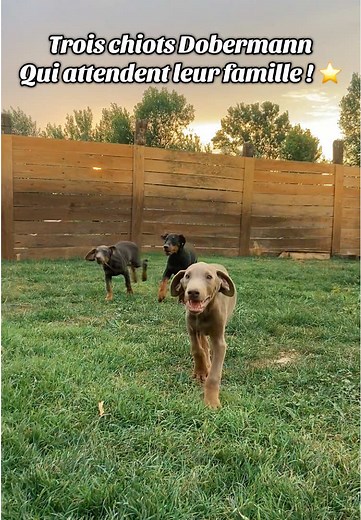 Trois chiots Dobermann prêts à rejoindre leur famille