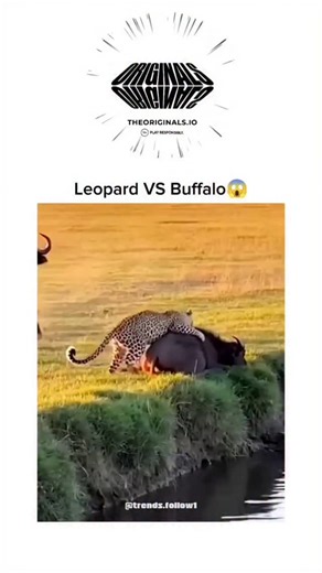 Science Tech on Instagram: "The video captures a leopard's ambush on a buffalo near a river, disrupted by a crocodile's sudden lunge, resulting in a frantic tussle where the buffalo escapes and the predators clash briefly before withdrawing. Posted by @coolpan967 , a Japanese curator of viral news and curiosities, it has drawn 51,000 views and 65 replies, with users mixing humour over the leopard's misfortune and reflections on wildlife's unforgiving nature. This rare multi-predator event highli