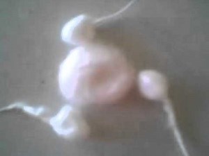 egg cell and sperm cell fertilization