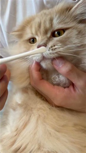 猫の歯磨きは難しい🐈サイベリアンあさり