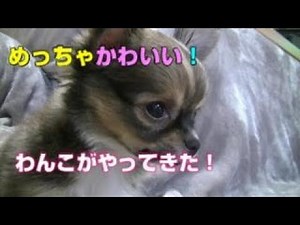 🐶めっちゃ可愛い～💖 可愛いチワワの子犬が我が家にやって来ました✨