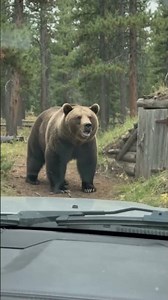 Grizzly Bear Standing Near Old Root Cellar Door