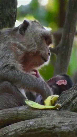 Lovely mom lying on a tree branch and giving milk to her son