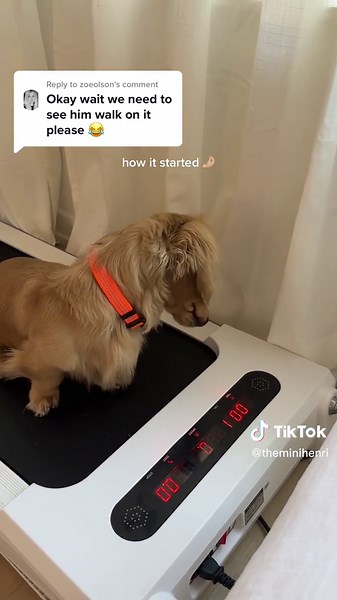 Adorable Dachshund Puppy Practicing Strut on Walking Pad