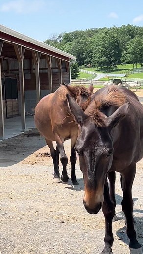 Discover Your Favorite Color Mule at Horse Rescue | Adopt Me Today!