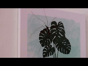 Largest Mosquito In The World