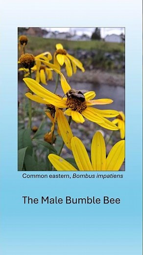 Bumble Bee Facts: Males #bumblebees #bee #insect