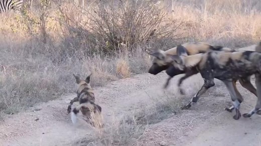 The Zebra Breaks a Young Wild Dog's Leg and Walks Away Unscathed, Leaving the Adult Wild Dogs Frustrated and Silent!