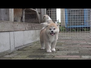 じいちゃんの秋田犬【子育て編】＃7 家族と暮らすゆったりとした日常