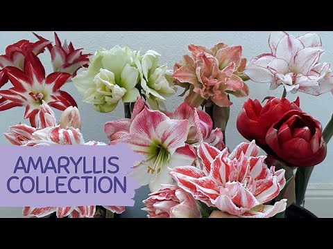 MY AMARYLLIS COLLECTION AND HOW TO GROW AMARYLLIS FROM SEEDS IN PICTURES