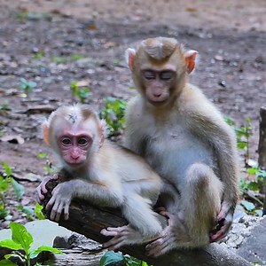 16K views · 576 reactions | Rainbow hugging and playing so happy with baby Lucie | Monkey Rainbow | Facebook