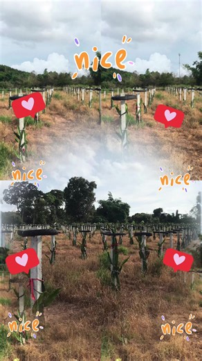 Linly Linly บน TikTok