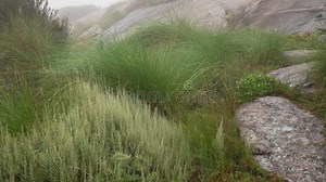 Local Flora - Grass and Small Bushes, Most of it Endemic To Madagascar Growing in Andringitra National Park As Seen during Trek To Stock Video - Video of botanical, landscape: 231404113