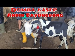 Handsome sheep, especially at Andir Bayongbong Garut Market
