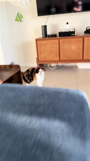 I’m still trying to understand how she climbed up like that 😣 #wobblycat #cerebellarhypoplasia #cat #cats #asmr | Shakey Wobbles