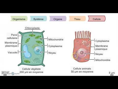 Organisme, Système, Organe, Tissu et Cellule