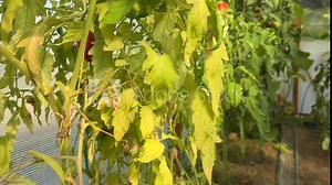 Yellow leaves of tomato plant. Nutrients deficiency, underwatering, pests, fungal diseases symptoms in tomatoes.