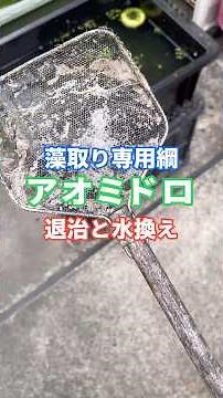 Use a special net for removing algae and rotate it to remove the green algae.