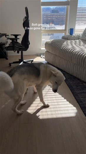 BOLT on Instagram: "He is such a baby #dogsofinstagram #shepsky #germanshepherdhuskymix #huskiesofinstagram #funnydog #cutedog #bolttheshepsky"