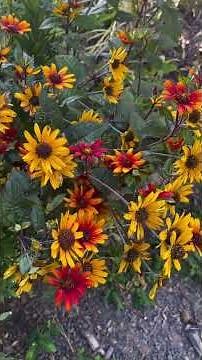 Heliopsis Bleeding Hearts