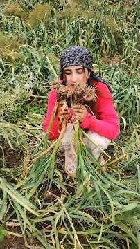 लहसुन की कटाई🧄|| Garlic pickle recipe😋#minivlog #village #dailyvlog #garlic #viral #food #himachal