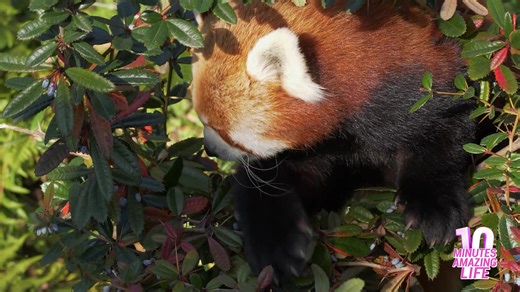 This red panda carefully watched its surroundings