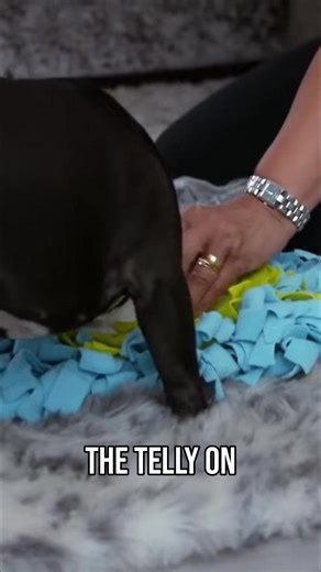 It takes serious patience to break intense dog habits. Watching body language is crucial. Being ready to intervene at the right moment, even with small steps, makes all the difference. #DogTraining #Patience #Behavior #DogLife #TrainingTips #ItsMeOrTheDog #Dogs | Me Or The Dog