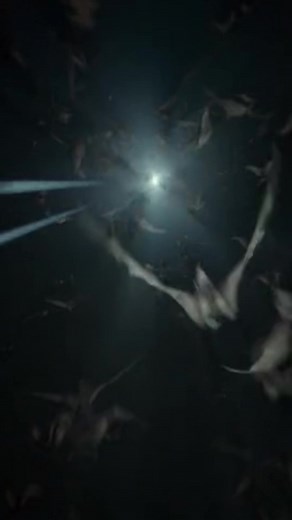 Halloween Party on TikTok