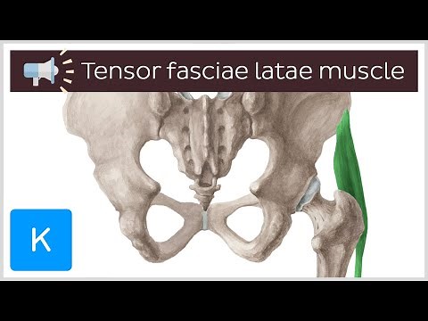 Tensor fasciae latae muscle | Anatomical Terms Pronunciation by Kenhub