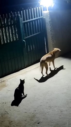 The Fearless Cat Who Challenged the Leopard #BraveCat #FearlessCat #AnimalStory #InspiringReel #CatHero #Courage #AnimalBravery #HeartTouchingStory #PetLove #HeroCat #MotivationalReel #TigerLionLeopard #FearlessSpirit #RealHero #EmotionalStory | Nature's Reflection