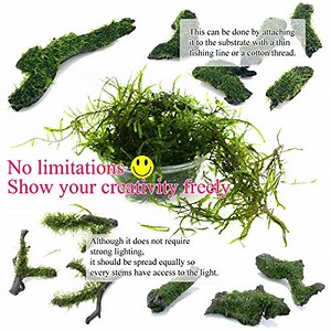 Watch CORISRX Live Aquarium Plants JAVA Moss Cup on Amazon Live