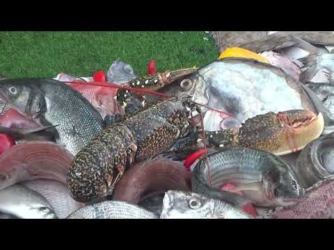 20251117 Essaouira