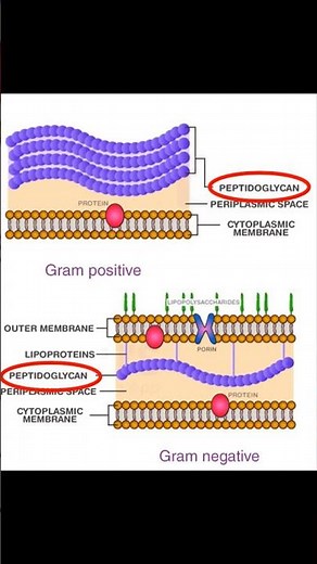 Así funciona la tinción de GRAM