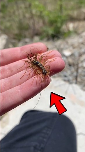 Do House Centipedes Bite and Have Venom?