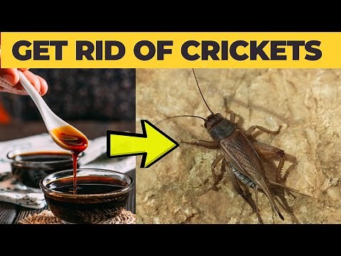 How to Get Rid of Crickets in Your House (Quick and Easy)