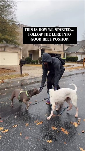 MK9 on Instagram: "Using an effective lure in training is not a shortcut it’s a communication tool. A well-timed lure helps the dog understand the desired position, builds confidence through clarity, and reduces frustration during learning. When done correctly and faded strategically, it leads to reliable loose-leash and off-leash behaviors rooted in understanding, not dependence. #professionaldogtrainer #training #looseleashwalking #offleashreliability #canin #positivereinforcementtraining #dog