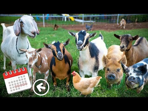 Breeding every animal on our farm — we’re starting to PANIC!