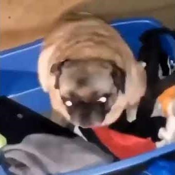 pug dancing meme original