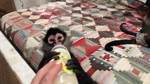 41K views · 4.5K reactions | Night time bottle. They have pretty much weened themselves from a bottle any other time of the day. They do love to have one at bedtime though. We used baby formula for Bear up until 1 yr old & baby formula for spiders until 2yr old. Then swapped to oat or almond milk as dairy isn’t good for them. | Our Life Adventures | Facebook