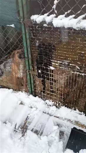 We are in crisis this morning, there has been heavy snow and it is still falling. Fodor Dora messaged me earlier to say please help us xxx The dogs will need straw a lot of straw when it gets wet from the dogs tracking in snow to their kennels it soon gets damp and cold for them They only have food for this weekend they have nothing for Monday, The bills sadly for the chemical toilet which they must use now until a new building is in place that is £92.50 every month We have to pay for poop remov