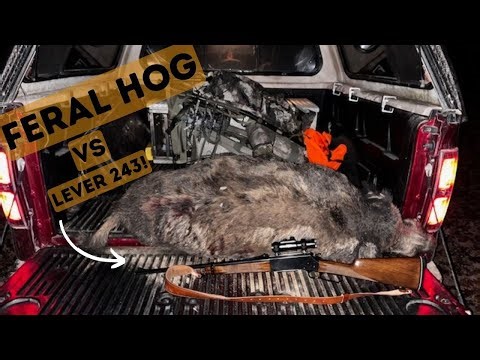 Feral Hog on Missouri Public Land